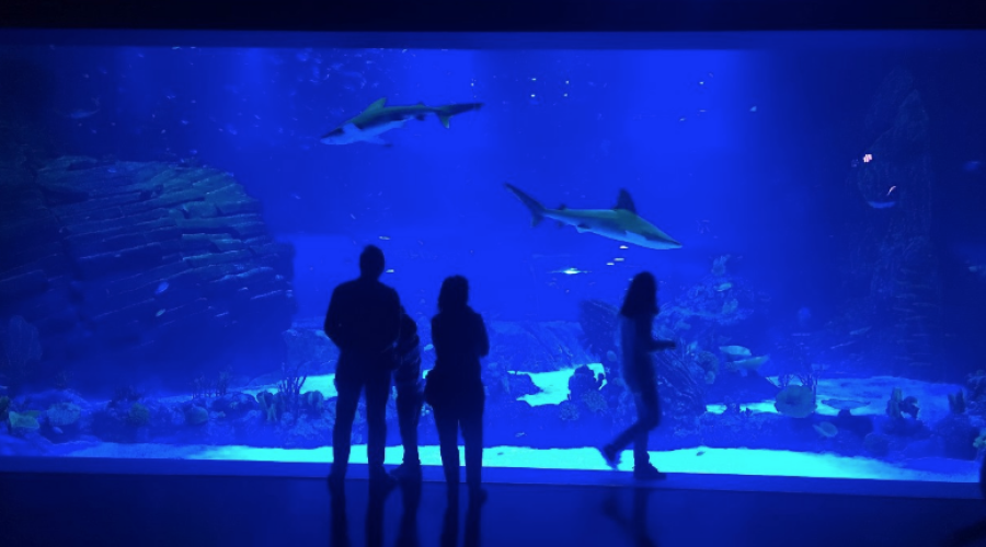 Atlantis Aquarium en INTU Xanadú