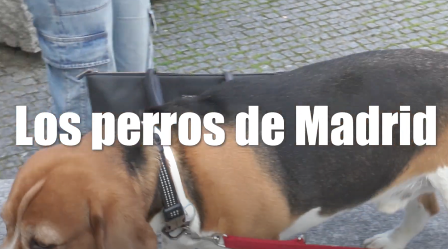 Reportaje: Los Perros en Madrid
