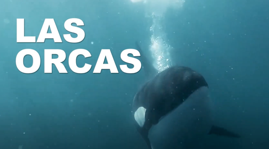 Reportaje: Las Orcas