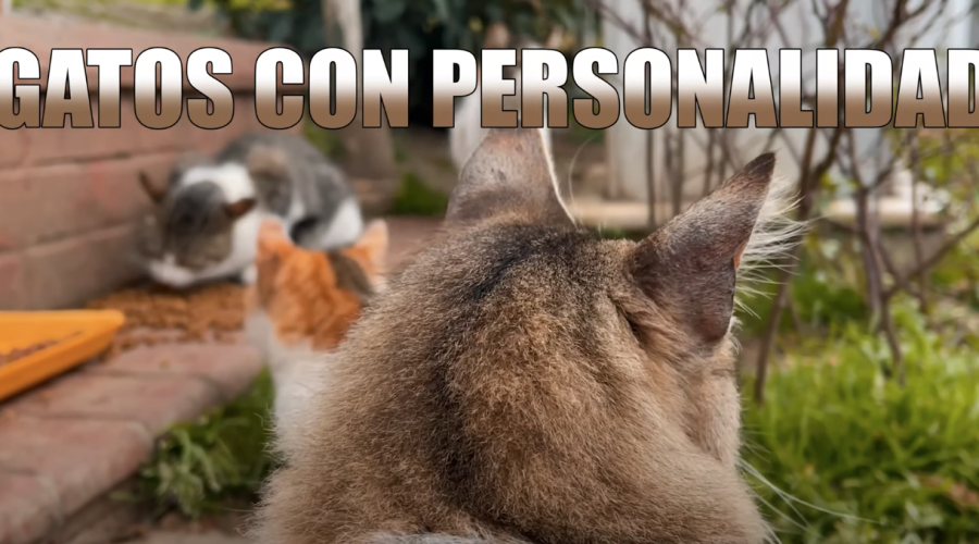 Reportaje: Gatos con Personalidad