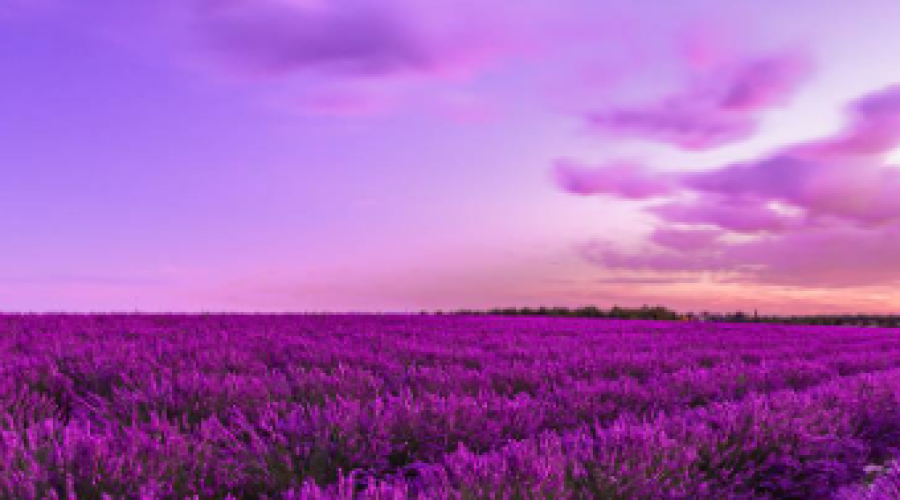 ¡Festival de la Lavanda 2025!
