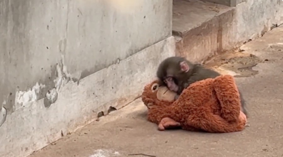 LA CONMOVEDORA HISTORIA DE PUNCH