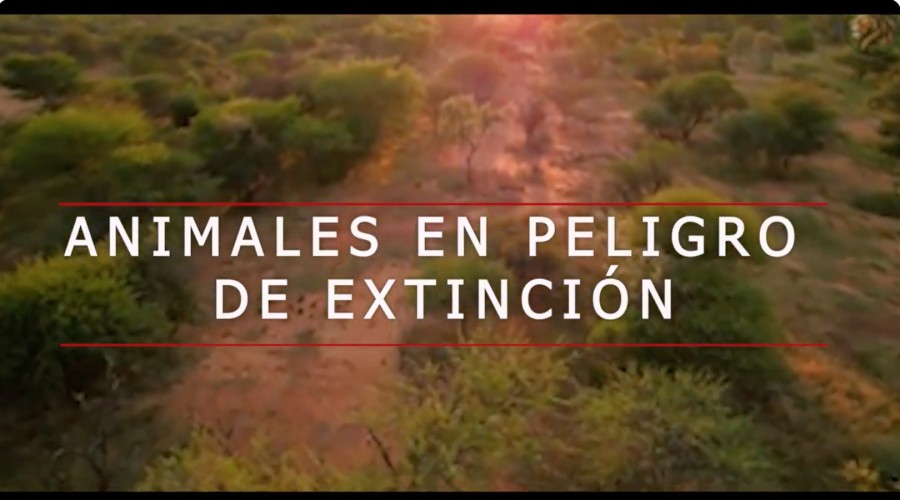 ANIMALES EN PELIGRO DE EXTINCI&Oacute;N