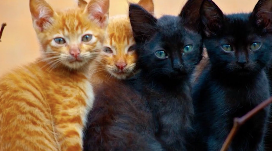 &iquest;El color de pelaje en los gatos influye en su personalidad?