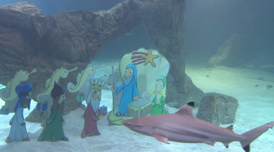 El Zoo Aquarium de Madrid inaugura su tradicional Belén acuático