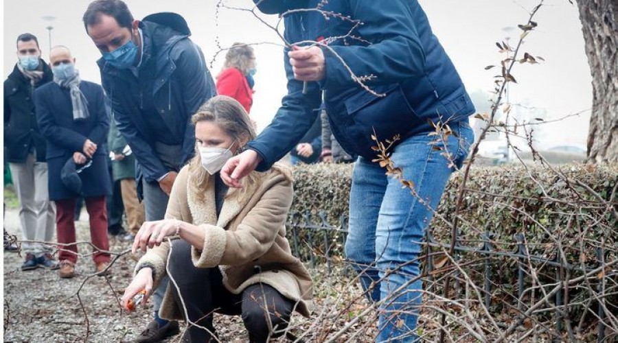 La Comunidad de Madrid clonará árboles centenares y singulares derribados por ‘Filomena’