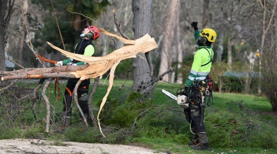 Unos 120.000 árboles en Madrid no sobreviven a Filomena tras caerse o ser talados