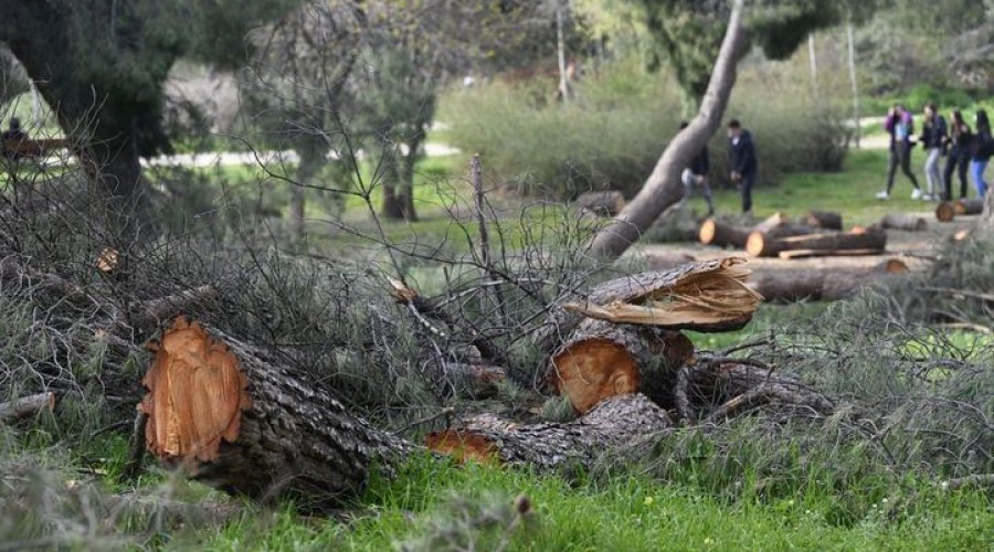 Casa de Campo sigue con árboles y ramas caídas dos meses después del paso de Filomena 