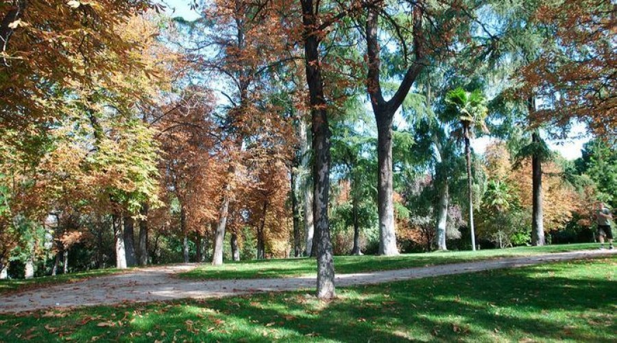 Madrid reconocida como ‘Ciudad arbórea el mundo’ por segundo año consecutivo