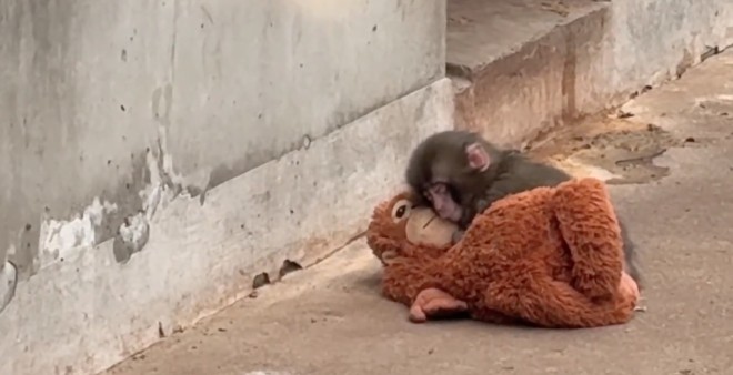 LA CONMOVEDORA HISTORIA DE PUNCH