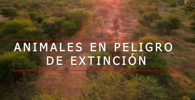 ANIMALES EN PELIGRO DE EXTINCI&Oacute;N