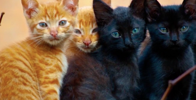 &iquest;El color de pelaje en los gatos influye en su personalidad?