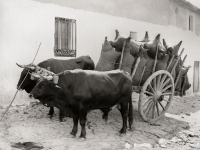 La tradición vitivinícola de la región, reflejada a través de una exposición