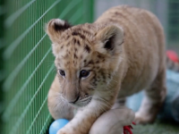 &iquest;LIGRE o TIG&Oacute;N? El secreto de los felinos m&aacute;s grandes del mundo