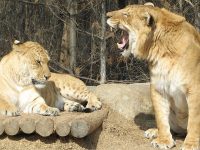 &iquest;LIGRE o TIG&Oacute;N? El secreto de los felinos m&aacute;s grandes del mundo