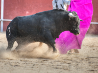 La tauromaquia crece un 3% en 2025 y supera los 21.500 festejos estutele.com