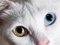 &iquest;El color de pelaje en los gatos influye en su personalidad? estutele.com