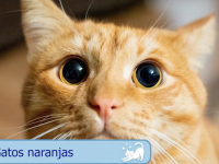 &iquest;El color de pelaje en los gatos influye en su personalidad? estutele.com