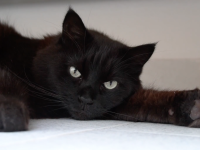 &iquest;El color de pelaje en los gatos influye en su personalidad? estutele.com