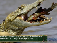 Duelo de Titanes Cocodrilo vs. Caim&aacute;n estutele.com