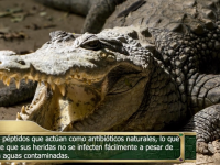 Duelo de Titanes Cocodrilo vs. Caim&aacute;n estutele.com