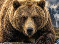 Polar vs  Grizzly, los Reyes de la Supervivencia estutele.com