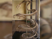 La serpiente m&aacute;s grande de la historia estutele.com
