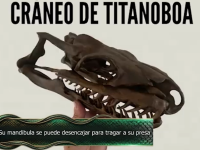 La serpiente m&aacute;s grande de la historia estutele.com