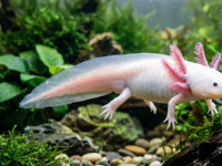 AJOLOTE SUPERPODER O EXTINCI&Oacute;N