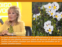 Helena Bianco en oigo voces estutele.com
